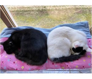 つくし(大仙市）3月11日にお迎えしました。先住猫・先住犬がいるため慣れるまで時間が掛かるだろうなぁと思っていましたが、お迎え3日目にしてゲージから出て、兄猫と一緒に遊んだり食べたり寝たりすることができるようになりました。おばあワンにも威嚇することなく興味津々な様子でそばに寄っていきます。人にも猫にも犬にも懐っこい次男坊です。
