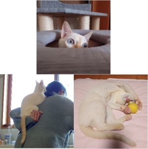 ふき（大館市）先輩猫２頭の頭文字を貰い「ふき」ちゃんと名付けました。我が家に来た時は片手で持てる程身体が小さく心配しましたが、やっと2.5kgまで成長しました。避妊手術も無事に終わり、毎日元気いっぱいわんぱくに過ごしています。