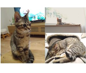 みっこ（秋田市）マロン改め、『みっこ』と名付けました。みっこ、とても元気に過ごしております。家や私達二人にもだいぶ慣れて、朝晩は目にも止まらない速さで、リビングから和室を駆け回っています。私も一緒にかくれんぼをして楽しんだりもします。笑朝起きた時や仕事を終えて帰ってソファーに座るとすぐに横に座って、膝に手と顔を乗せたり、膝の上に乗ったりして甘えきます。近づくとチューもしてくれて、とっても可愛いです！今月の初めに避妊をお願いしに動物病院に行ったのですが、2.1㌔でまだ体重が少ないので、4月位がいいと言われました。ですので、来月の予定にしています。ご飯は毎日普通に食べているのですが、多分、毎日すごい運動量なので、なかなか太らないのかなと思います。いたずらもしますが、本当に可愛くて、お迎えして本当に良かったです。