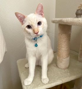 ゆきち（秋田市）やんちゃすぎてお姉ちゃん猫に威嚇されまくっているゆきちです。毎日にぎやかに過ごしてます。