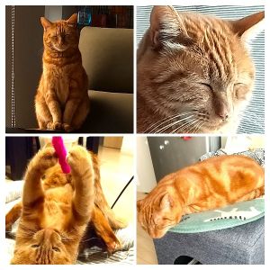 チャーさん（湯沢市）10連敗のチャーさん、我が家に来て半年過ぎました。知らない人だと、逃げ隠れしますが、家族には 甘えてばかりです！グルメ猫さんでいろんなエサも食べます！テレビも見ます！動く物は人、車、動物、魚、新幹線、車などなど 何でも 頭を動かして追って見てます！チャーさんといると楽しい毎日です！ワクチン接種も近々予定してます！