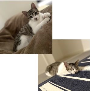るな(大仙市）家族になってから2ヶ月が経ちました。毎日いっぱい食べて良く寝てくれて、やんちゃですが優しくてかっこいい子です！これからも一緒にたくさんの思い出をつくっていきます。