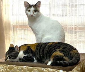 ミケ・ムギ（湯沢市）うちに来て１年になりますね。まだまだヤンチャで部屋は散らかし放題ですが毎日癒やしてくれてありがとう。これからも仲良くしていきましょう。
