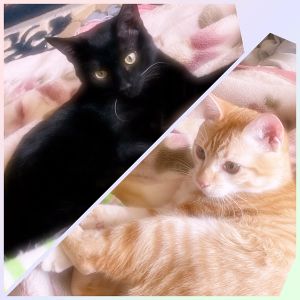 める・にこ（秋田市）譲っていただいたあたりに、軽い風邪症状はありましたが、その後は病気せず食欲も旺盛で今日まで過ごしています。去勢の方も数日後に行う予定です。いつも２匹で仲良くプロレスごっこもしています。家族みんな２匹の虜です。