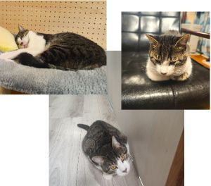 チャッピー（秋田市）家族皆にかわいがられ、毎日元気に過ごしています。お昼寝の場所はその時の気分で色々ですが、夜はタンスの上で寝るのがお決まりです。話しかけると返事をしてくれて、すっかり家族の一員です。素敵な出逢いに感謝致します。ありがとうございました。