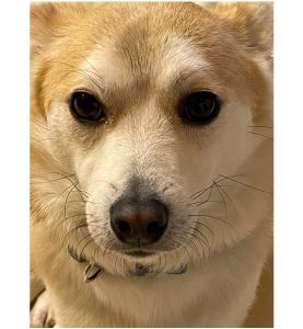 コロ（三種町）我が家の親分になってきました(^^;)