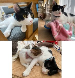 まめ（秋田市）先住猫とも相性が良く、くっついて寝たり戯れあったり、常にそばに居る2匹です。やんちゃで、ちょっとドジで、とっても愛くるしいまめです。素敵な出会いをありがとうございました。