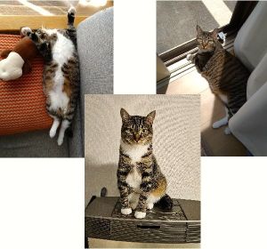 メル（秋田市）家族になって一年になろうとしています。毎日、たくさんの幸せをありがとう。家族になってくれてありがとう。朝起きてすぐに、二階の窓のカーテンを開けてと要求してきます。二階の窓から警備が日課です、