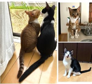 アメ・キク（にかほ市）早いもので、2ヶ月がたちました。当初は1匹だけの予定でしたが、いいご縁に恵まれ姉妹2匹をお迎えすることになりました。毎日、いたずらの内容が更新されていて大変なこともありますが、それを超えるくらいの癒しをもらっています。犬猫ネットワークの皆様と、保護主様達に感謝です。
