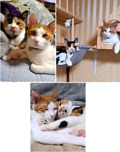 たま・ちくわ（男鹿市）1歳の誕生日を迎えました！いつまでも仲良し姉弟です。