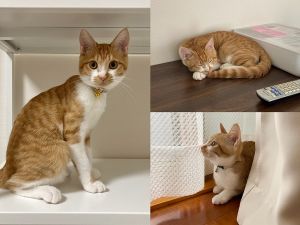 チロ（にかほ市）チロを家族として迎え入れてから2か月が経ちました。毎日元気に走り回って遊び、ご飯もよく食べて、すくすくと成長しています。無邪気で可愛らしい姿に癒され、私達も楽しい日々を過ごしております。チロと巡り会えた素敵なご縁に感謝です。これからも幸せに過ごせるよう見守っていきたいです！