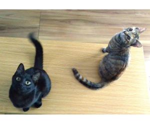 メム・ラム（秋田市）かわいい家族がふえて、あっという間に2ヶ月がたちました。すっかり我が家のアイドルです。この度は、素敵なご縁を結んでいただき、ありがとうございました。