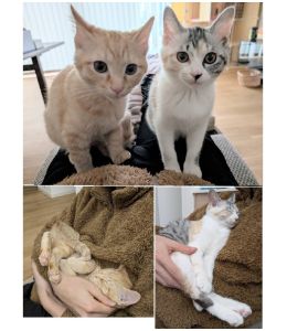さん・むん（秋田市）さん（sun）ちゃん:メス、三毛むん（moon）ちゃん:オス、茶トラ2匹をお迎えして2ヶ月がたちました。最近は2匹とも体も大きくなり、顔つきも変わってきました。行動範囲も広がり、運動会(じゃれ合い)のレベルも上がり、気づいたらリビングが大変なことに…！というのも日常茶飯事ですが、元気いっぱいでとてもありがたいです。また、2匹とも相変わらずの甘えん坊で、人が座ってるのを見るとすぐに膝に飛び乗ってきます。さんちゃんは綺麗好きで、グルーミングには余念がありません。むんちゃんの毛並まで整えてくれています。顔立ちもシュッとして、美人さんになってきました。　むんちゃんはとにかく食いしん坊で、抱っこした時にズッシリと感じるようになってきました。また、好奇心旺盛で洗面台の感知式自動水栓のセンサーでよく遊んでいて、たまにおでこを濡らして登場します。　これからもみんなでのんびり健康に暮らしていけたらと思っております。私たちと2匹を繋いでくださったいぬ・ねこネットワークの皆様に感謝いたします。これからもよろしくお願いいたします！