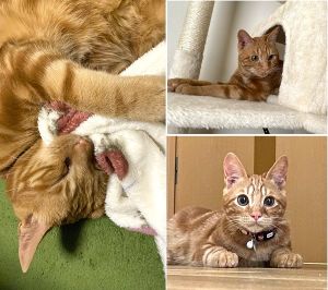 琥珀(秋田市)スタッフさんの予言通り(笑)、超絶甘えんボーイになっております🐱いつでもどこにでも着いてきて傍を離れませんご飯も好き嫌いせず食べてくれます🤲左目は変わらず涙😢してますが、嫌々しつつ拭かれてます笑冬なので水分不足を心配していましたがウォーターサーバーのお水が大好きなので毎日ごくごく飲んでくれて助かっています。地域猫ちゃんがいたり、近所に猫ちゃんを飼っているお家があり、窓越しにコミュニケーションをとっているのを見かけます。元気にスクスク育ってます🍀*゜1年後また報告いたします。