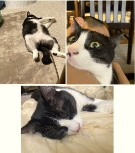 ふく（横手市）うちに来てから今月の4日で一年になります。写真の様子から分かっていただければ良いですがすっかり安心しきっています。それが嬉しいこの頃です！