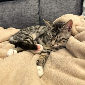 テト（大仙市）去勢手術も無事に終わり、血液検査結果も全て陰性でした。とても甘えん坊で人が大好き。人見知りせず、誰とでも仲良く元気に遊んでいます！
