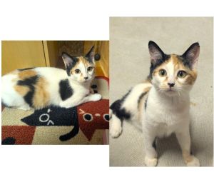 チョビ(⁠秋田市)もうすぐお迎えして2ヶ月になります。元気いっぱいでおもちゃで遊んだりそばに来てくれたり毎日楽しく過ごしています😺