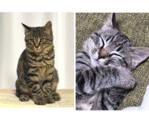 ルル（秋田市）毎日元気に遊んでいます。外を眺めたり、おもちゃで遊んだり、家を探検しています。体重は、お迎えした時から1kg増えて2.0kgです。日中はケージでお留守番しています。