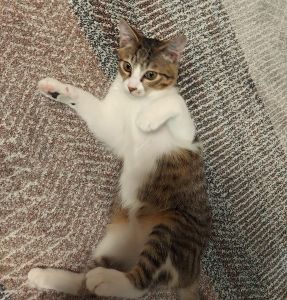 ラテ（潟上市）とても人懐っこくて誰にでもくっついて二ャ～と寄り付てます。何にでも興味が有り軽い猫パンチというより猫チョンしてます。安心してるせいかひっくり返ってどこでも寝てます。