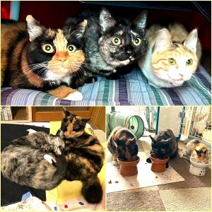 ちゃび・ぐり（福島県）ちゃびがうちに来て1年が経ちました。10月に自分で保護した子（つぶ）が加わり、3匹で仲良く、元気に過ごしています。よく食べ、よく寝て、よく遊んで、賑やかな毎日です。