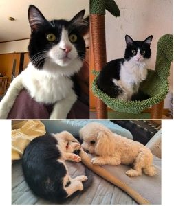 ミミ（秋田市）あっという間に３ヶ月経ちました！先住犬や私たちにすぐ慣れて遊んでます。最近キッチンで料理してる時など立っていると背中や肩に登りびっくりさせられてます。ミミに出会えてよかったです！