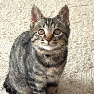 ルナ（大仙市）ルナをお迎えしてもうすぐ2ヶ月になります。ご飯が大好きで、元気いっぱいの女の子。誰にでも人見知りせず、膝の上でゴロゴロ寝るルナは家族の癒しです。素敵な出会いをありがとうございます。