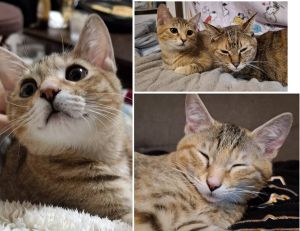 柑(かん)（秋田市）すっかり家族の一員となり元気に過ごしています！先住猫とも仲良くなり、まるで親子です!!