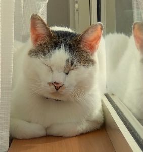 もちお（秋田市）撫でてほしくてニャーニャー鳴いて甘えてきます。毎日癒されています。家族に迎える事ができて幸せです。