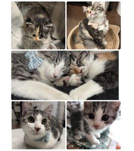 こはく・こてつ（大館市）兄妹猫のこはく、こてつが我が家に来てから、早いもので2ヶ月になりました！マイペースで頭脳系お嬢様のこはく、愉快で甘えん坊のこてつ。可愛い2匹に毎日癒されています。いつも仲良くお昼寝をし、起きては本気のにゃんプロを繰り広げる姿を見ては、我が家に来てくれてありがとう！と、感謝の気持ちでいっぱいです！この子たちを保護してくださり、我が家に来るまでに愛情いっぱいに育ててくださった保護主さん、いぬ・ねこネットワークの皆さん、本当にありがとうございます！これからも大事に育てていきますので、どうぞよろしくお願いします！