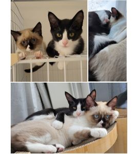 タオ・モファ（秋田市）2匹兄弟で毎日仲良く遊んでは一緒に寝て毎日癒されてます。ネズミのお気に入りのおもちゃがそれぞれあっていつも遊んでます。保護主さんに本当に感謝しております。