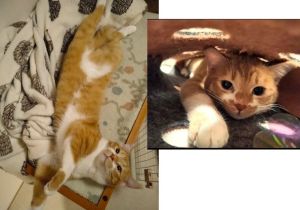 マル（秋田市）のびのびと元気に過しております。先住猫とも仲良しです。一緒に連れ添って2階に行ったり、1日に何度か追いかけっこ、ニャンプロをしたりしています。ぬ～ん、とした表情で、ちょっと鈍くさいけどそこがとても可愛いこです。２匹いると賑やかで、そして、とても楽しい毎日になりました♪本当にお迎えして良かったです！ありがとうございました。