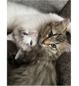 まめ・める（にかほ市）男の子はまめちゃん、女の子はめるちゃんという名前です。追いかけっこをして、毎日元気いっぱいに遊んでいます。食欲もあり、もりもり食べてます。仲良く寄り添って寝ている姿は、とっても可愛くて我が家の癒しです。