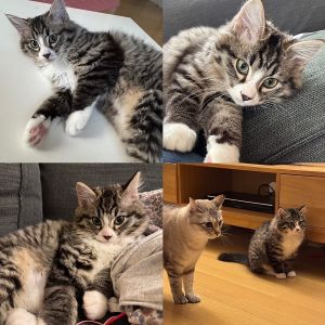 マロ（にかほ市）家族みんなから可愛がられているマロちゃんです。先住猫のポムちゃんともじゃれ合いながら、元気に過ごしています。この度はご縁をいただき、本当にありがとうございました。