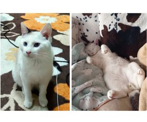 まる（大潟村）まるを迎えてから２ヶ月経ちました。キャットタワーから外を眺めるのが好きで、雀を観察しています。撫でるとゴロゴロ喉を鳴らしてリラックスする姿が可愛いです。素敵なご縁をありがとうございました。