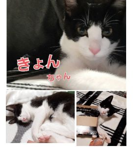 きょん（湯沢市）我が家にやってきて2ヵ月たちました。とても優しく甘えん坊で、良く食べ良く寝てたくさん遊び、すくすく成長しております。また、きょんが来てくれてから私達家族も会話や一緒に過ごす時間が増え、幸せな時間をいただきました。きょんとの出会いに心から感謝しております。有り難うございました！