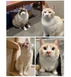 すい（潟上市）すいが家族になってくれて今日で1年、日々いろんな姿を見せてくれてどんな姿もとっても愛おしく、家族になってくれたことに心から感謝しております。人にも猫にも優しく、歳の近い先住お姉さん猫に愛のムチ？をうけながらもマイペースにすいらしく育ってくれているように思います。すりすりなでなで大好きの甘えん坊さんですが猫じゃらしを始めた途端狩の達人になる男らしさもあり魅力いっぱいのすいです。このご縁をつないでくれたいぬ・ねこネットワークの皆様、保護主様、改めてありがとうございました！