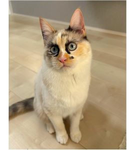 ちょす（秋田市）初日から、お皿より手からご飯を食べてくれたり、ゴロゴロ喉を鳴らしてくれたりと人に慣れている子でした。5歳の息子がいるので、猫さんにとってストレスでないか心配でしたが、私にはじゃれて噛むことがあっても息子に対しては手を出したり噛んだりすることがなく、息子に対して遠慮をしてくれているのだろうなあと、1歳未満ながらお姉さん感が伝わってきます。またとてもとても食いしん坊です。ガサガサというとごはんだ！と勘違いして寄ってくるので大変申し訳なくなります…。誤飲には十分注意が必要かと思いますので、今後とも気をつけていきたいと思います。ひとり遊びも上手ですが、私の親や姉妹もちょすのファンでよく家に遊びに来ており毎日が賑やかです。まだ家に来て2ヶ月とは思えないほど濃密な日々です。素敵な出会いを本当にありがとうございます。