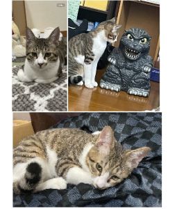 ジル（秋田市）食欲旺盛で毎日元気に走り回ってます名前は「ジル」になりました