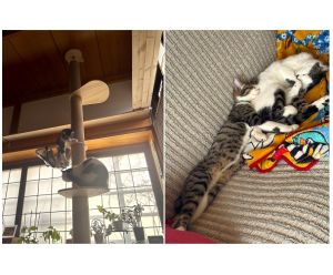 愛生（アオ）くん・緋美（ヒミ）ちゃん（にかほ市）2匹とも元気に過ごしています。アオくんは好奇心旺盛で走り回っています。ヒミちゃんは少し臆病ですが、家の環境にも慣れてリラックスしています。夜になると2匹で走り回って遊んでいます。