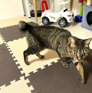 チョコ（由利本荘市）相変わらずテレビをよく見ます。夜は布団の中で腕枕で寝ることに決めているようです。走り回っている様子に運動神経の良さが垣間見えます。