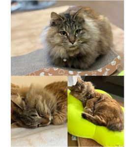 おこげ（秋田市）おこげが来て2ヶ月が経ちました。ものすごく甘えん坊で、常に人について歩いてにゃんにゃんないています。抱っこも大好き遊んでいるとおっちょこちょいの面もあり見てて飽きません！大切な家族の一員です