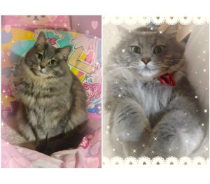 ノエル（秋田市）元気に成長しています冬毛でモフモフさんですこんなに大きくなりました！