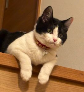 うずら（秋田市）やんちゃ過ぎるくらい元気に育っています。