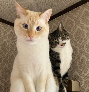 ぎん・ブル（秋田市）家にきて1年が過ぎました。警戒心いっぱいだったはずが、今ではピンポンの音がなると慌てて玄関へ向かいます。兄弟ともに好奇心旺盛で、元気に仲良く暮らしています。よいご縁をありがとうございました。