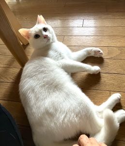 琥珀（大館市）我が家に来てから二か月ですが引きこもりニャンコしてます。ご飯の時だけ自分からケージを出てきてくれます。食後の時間がお遊びタイムおもいっきりスリスリして、ケシケシして、ブラッシングされて満足してケージの中に帰っていきます。家に慣れるのはまだもう少しかかりそうですが可愛い子です。