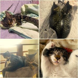 ナナ・クク（秋田市）きょうだいが我が家に来てから3ヶ月が経ちました。保護主さんが素敵な名前を付けてくれていたのでそのままナナ、ククと呼んでいます！来たばかりの頃は風邪気味でしたが、今は毎日元気に過ごしています。撫でるとゴロゴロ喉を鳴らして甘えてくるかわいい子たちです。