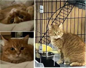 きなこ（秋田市）少しずつ、うちでの生活に慣れてきました。先住猫とも鼻チューして、仲良くしています。正式譲渡から2週間目の今日.初めて私のベッドに来て、リラックスした表情を見せてくれました。