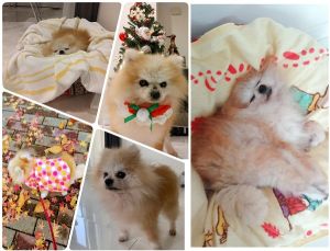 紅茶（秋田市）紅茶ちゃんが来て1年経ちました！紅茶ちゃんは最近床で寝るのが好きなようです。ごはん(えさ)の準備をしていると目をぱっちりと開けてこちらを見てきます！ご飯ができると「はやく！」と言わんばかりに走って追いかけてきます。とても元気です
