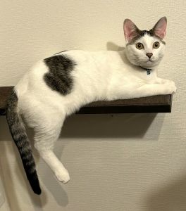 むー太（男鹿市）スクスク太ってます体力も有り余ってます