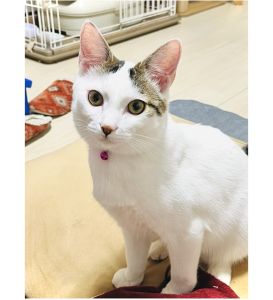 凪（秋田市）凪を家族として迎え、２ヶ月が過ぎました。毎日、元気いっぱい走り回っています。やんちゃで甘えん坊で、とってもかわいいです。素敵な御縁、ありがとうございました。